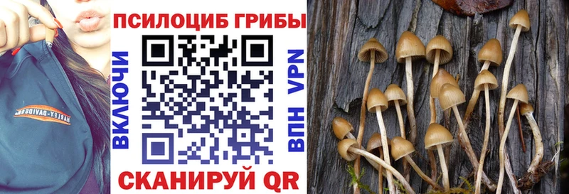 Галлюциногенные грибы Cubensis Андреаполь
